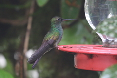 Chalybura urochrysia