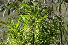 Oemleria cerasiformis