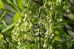 Oemleria cerasiformis