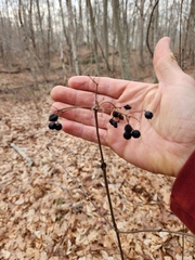 Viburnum acerifolium