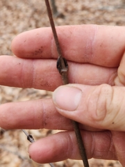 Viburnum acerifolium