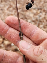 Viburnum acerifolium