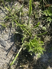 Eryngium aristulatum