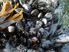 Mytilus