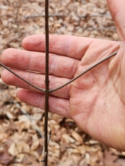 Viburnum acerifolium