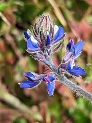 Lupinus bicolor