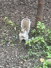 Sciurus carolinensis