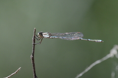 Austrolestes leda
