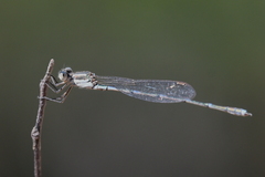 Austrolestes leda