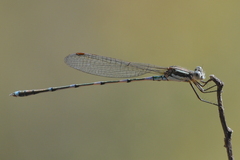 Austrolestes leda