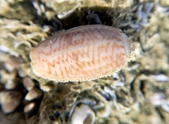 Oliva bulbosa