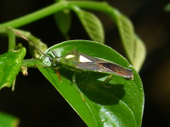 Lycambes varicolor