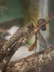 Enicospilus americanus-complex