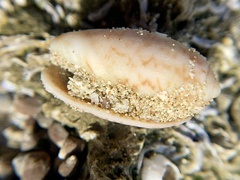 Oliva bulbosa
