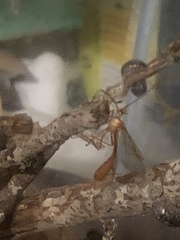 Enicospilus americanus-complex