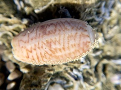 Oliva bulbosa
