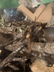 Enicospilus americanus-complex