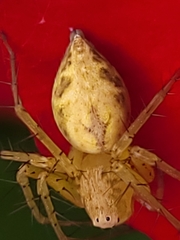 Oxyopes punctatus
