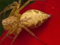 Oxyopes punctatus