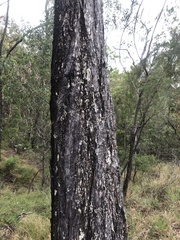 Eucalyptus siderophloia