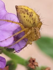 Oxyopes punctatus