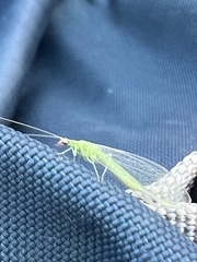 Chrysoperla comanche