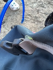 Chrysoperla comanche