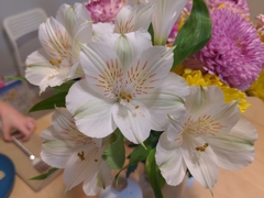 Alstroemeria psittacina