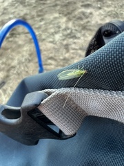 Chrysoperla comanche