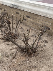 Cylindropuntia leptocaulis