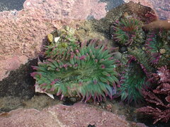 Anthopleura elegantissima