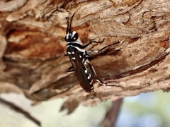 Turneromyia