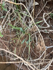Ditaxis humilis