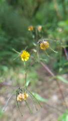 Sigesbeckia jorullensis