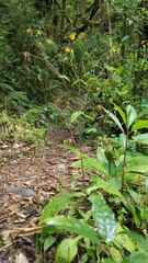 Sigesbeckia jorullensis