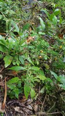 Sigesbeckia jorullensis