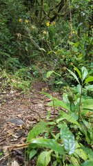 Sigesbeckia jorullensis