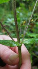 Sigesbeckia jorullensis