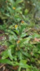 Sigesbeckia jorullensis