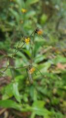 Sigesbeckia jorullensis