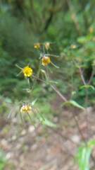 Sigesbeckia jorullensis