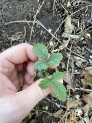 Rubus flagellaris