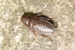 Epilamprinae