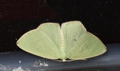 Pseudothalera carolinae