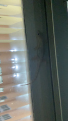 Hemidactylus mabouia