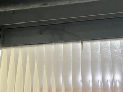 Hemidactylus mabouia