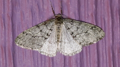 Phigalia strigataria