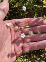 Plagiobothrys collinus