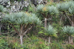 Dracaena draco
