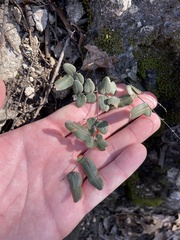 Pellaea atropurpurea